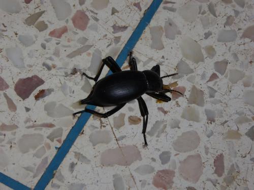 Blaps sp.